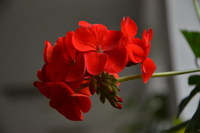 十二星座是大嘴巴还是小嘴,十二星座谁是大嘴巴