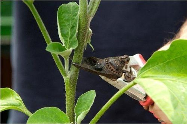 茄子灰霉和霜霉的区别,茄子蚜虫危害