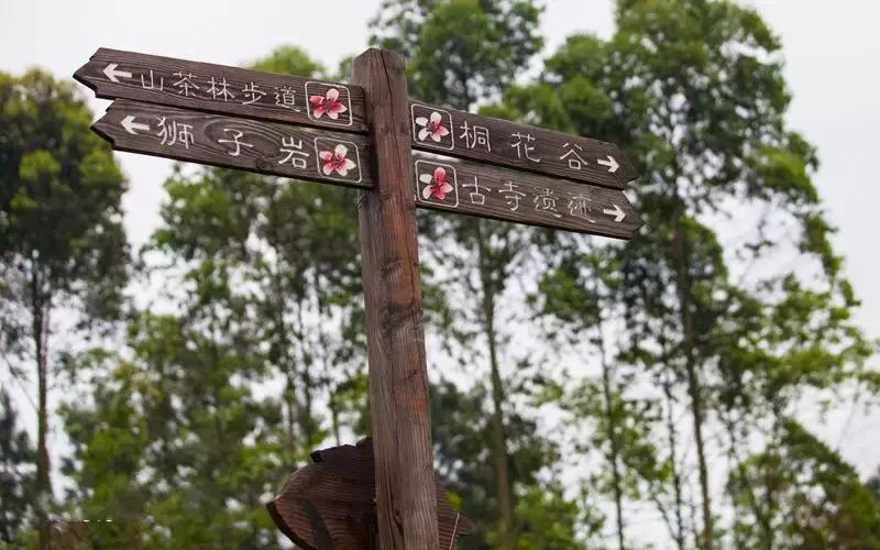 再过2天！仁寿森林音乐节来了，桐子花开满山头，粉白若雪！