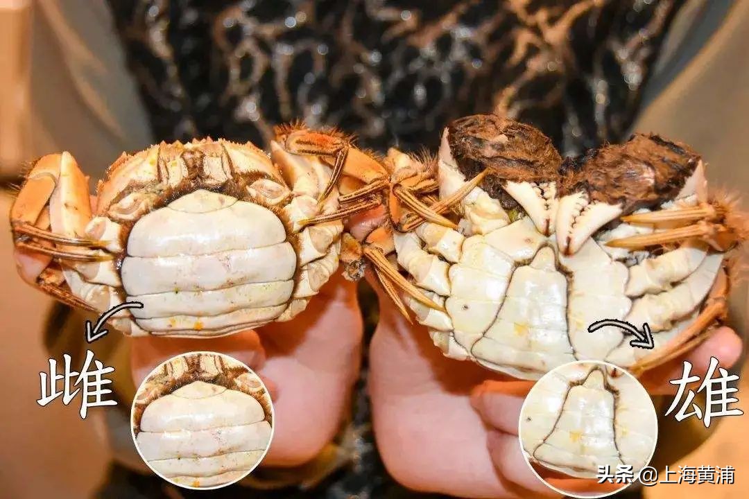 螃蟹怎样保存24小时不要放冰箱,螃蟹怎样保存才能放时间长点