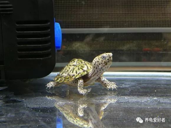 龟龟生病不吃东西喂点什么药,龟为什么养了一段时间就变味了