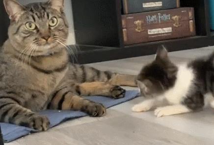 小猫扇大猫巴掌,小猫扇巴掌