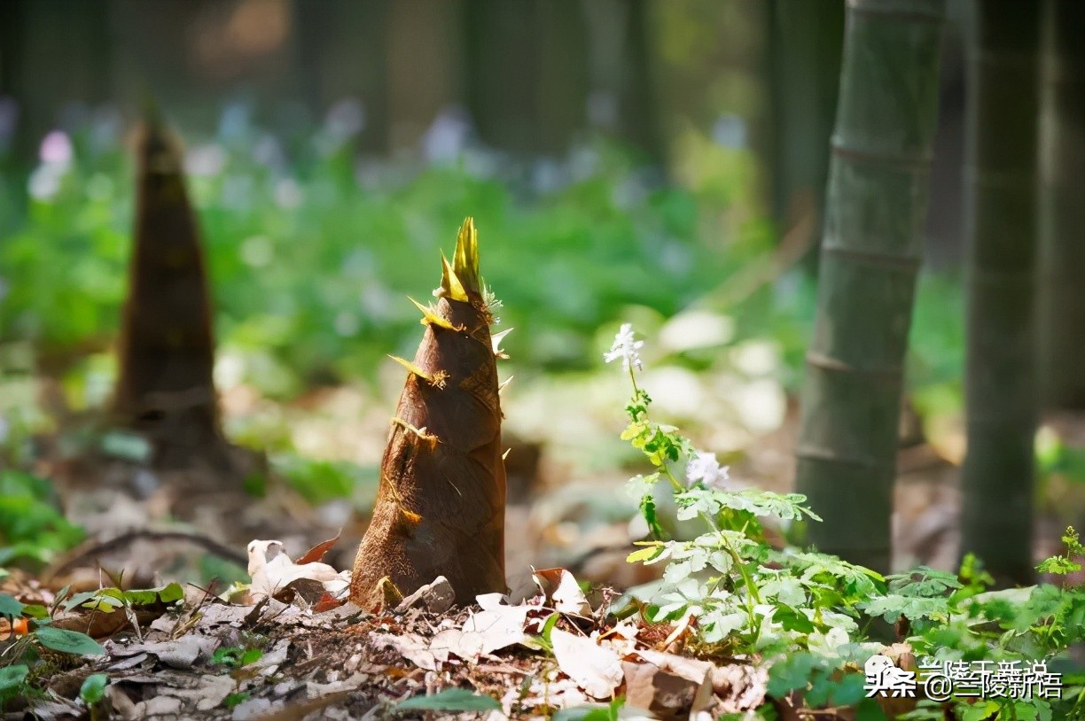 清明追思奶奶图片,清明怀念已故奶奶短句
