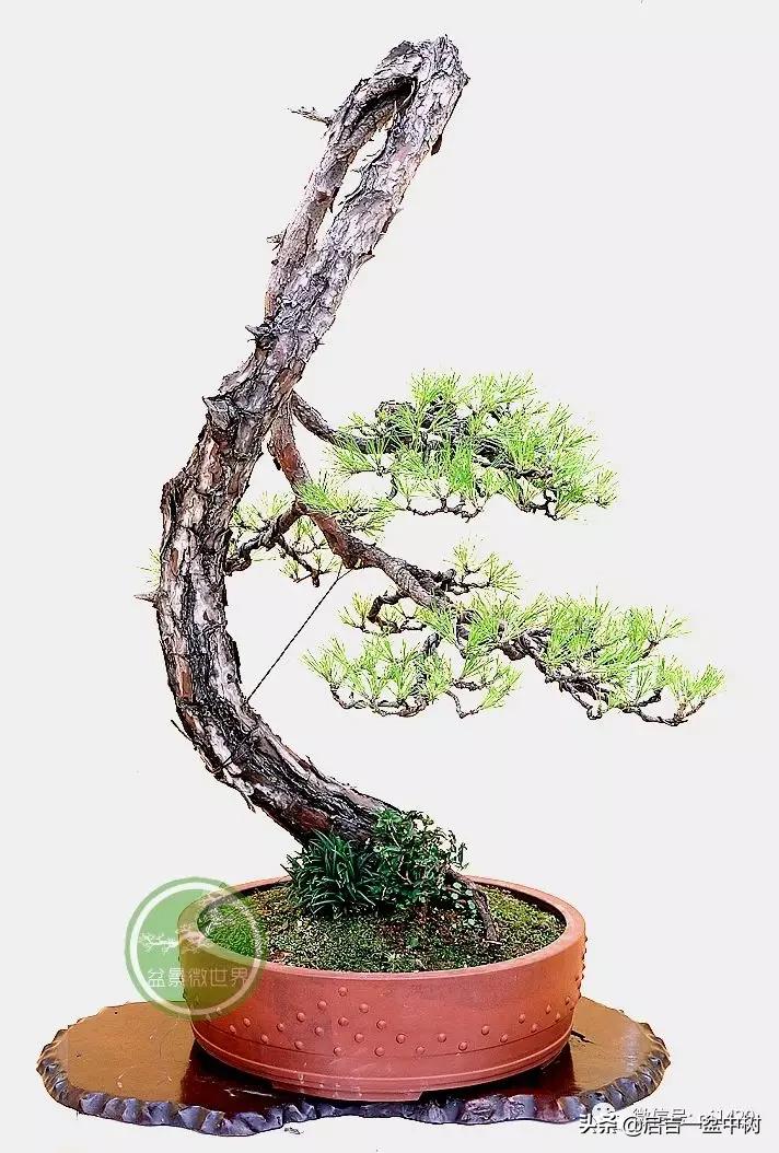 盆景跌价,盆景跌枝怎么解决