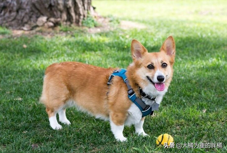 柯基犬怎么知道好不好,如何知道柯基有肠胃疾病