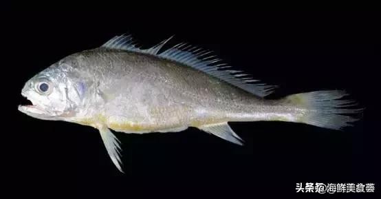 曾是四大海产之一，靠叫声互相识别，却被人类用噪声团灭