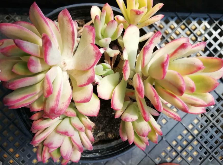 多肉养出状态来有多美?这102种多肉控养上色之后美呆了