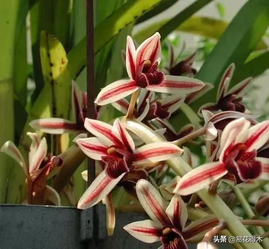 硬叶兰与纹瓣兰哪个贵,兰花老品种出艺莲瓣兰