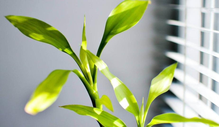 富贵竹与观音竹的区别,富贵竹和观音竹有啥区别