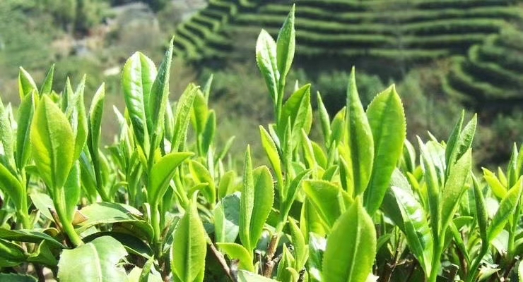 喝茶就喝高山云雾茶,喝茶就喝云雾茶