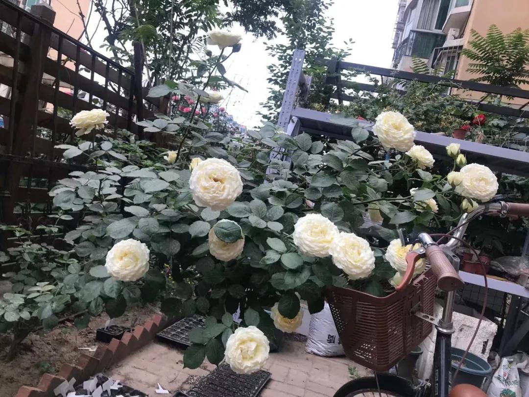 一楼房屋曾红极一时，为何被冷落了？原因很简单，缺点一目了然