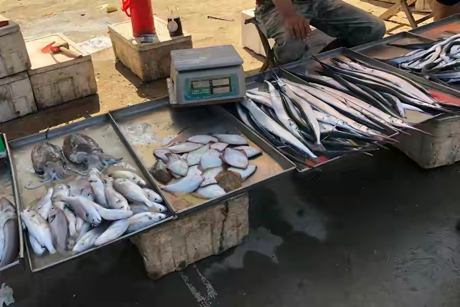 夏天买鱼容易死,夏天买鱼要怎么选