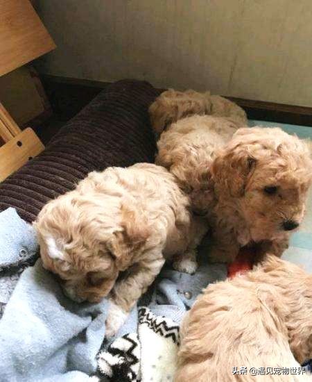 刚断奶的狗狗怎么训练不乱叫,刚断奶的狗狗晚上要叫多久