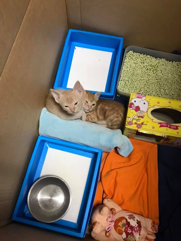 公司老板捡到了小流浪猫,员工捡到小狗养在公司里