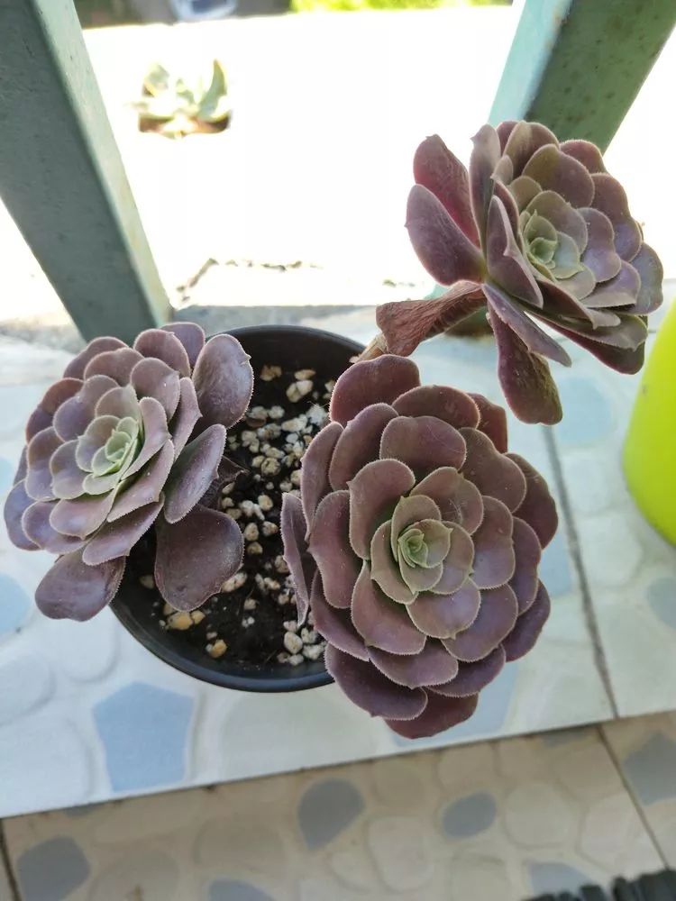 大四老学姐的寝室生活,养肉路上的真实感受