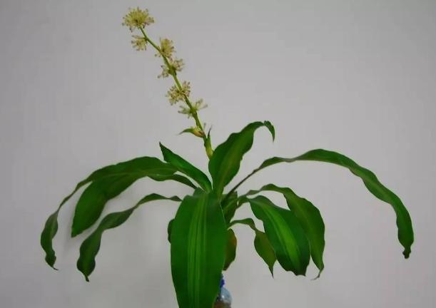 养花水臭怎么办,养花臭水烂根