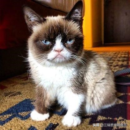 盘点那些萌猫,最萌猫十大排名