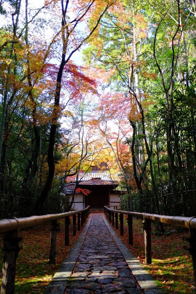 京都赏枫2022,京都赏枫必去景点有哪些好玩的