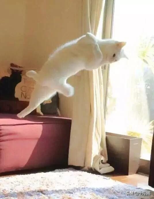 舞痴猫咪:每一个不曾起舞的日子,都是对生命的辜负!