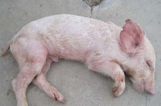 口蹄疫和猪蹄裂区别,猪蹄口蹄疫是什么原因