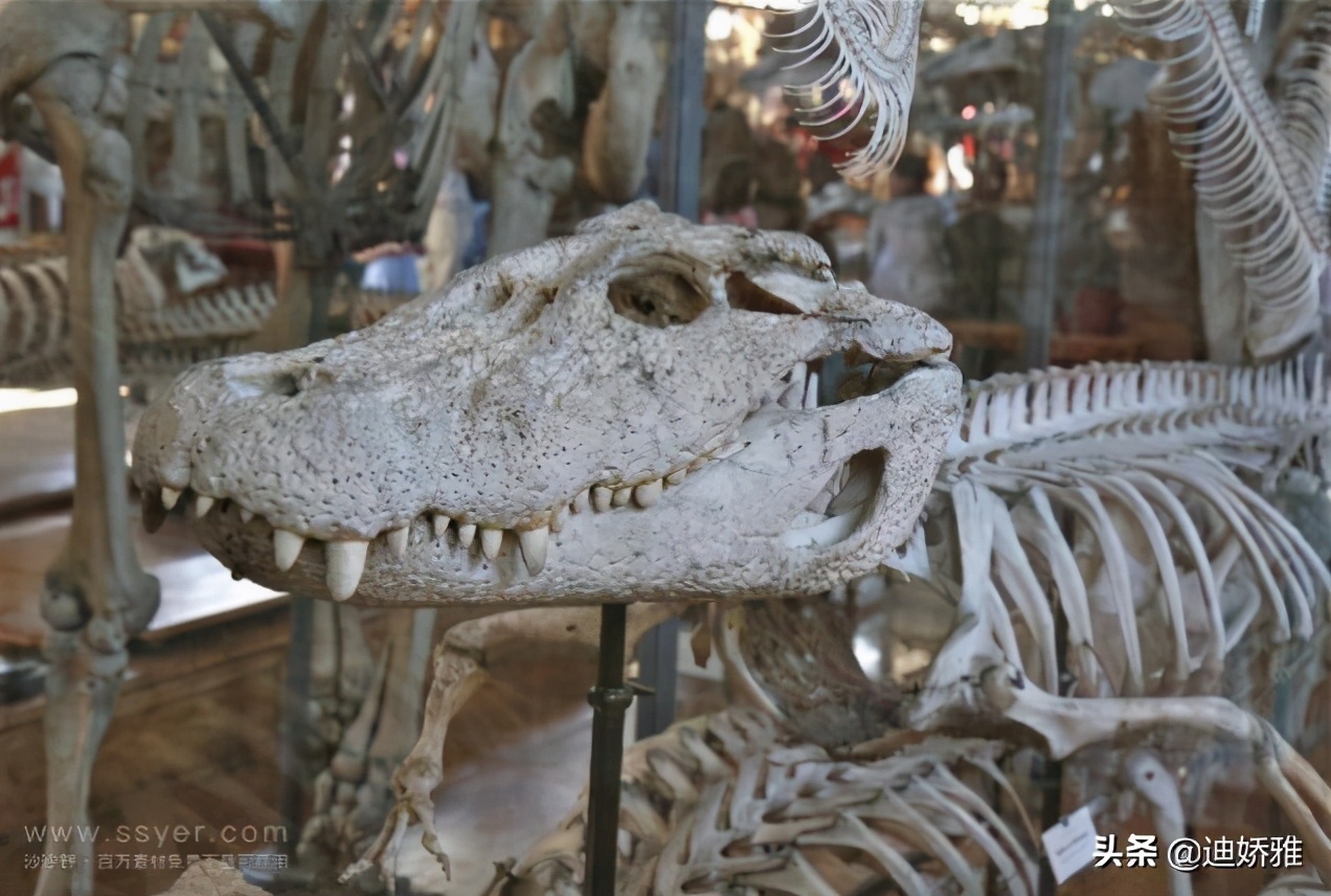 关于鳄鱼的知识和秘密,鳄鱼冷知识科普