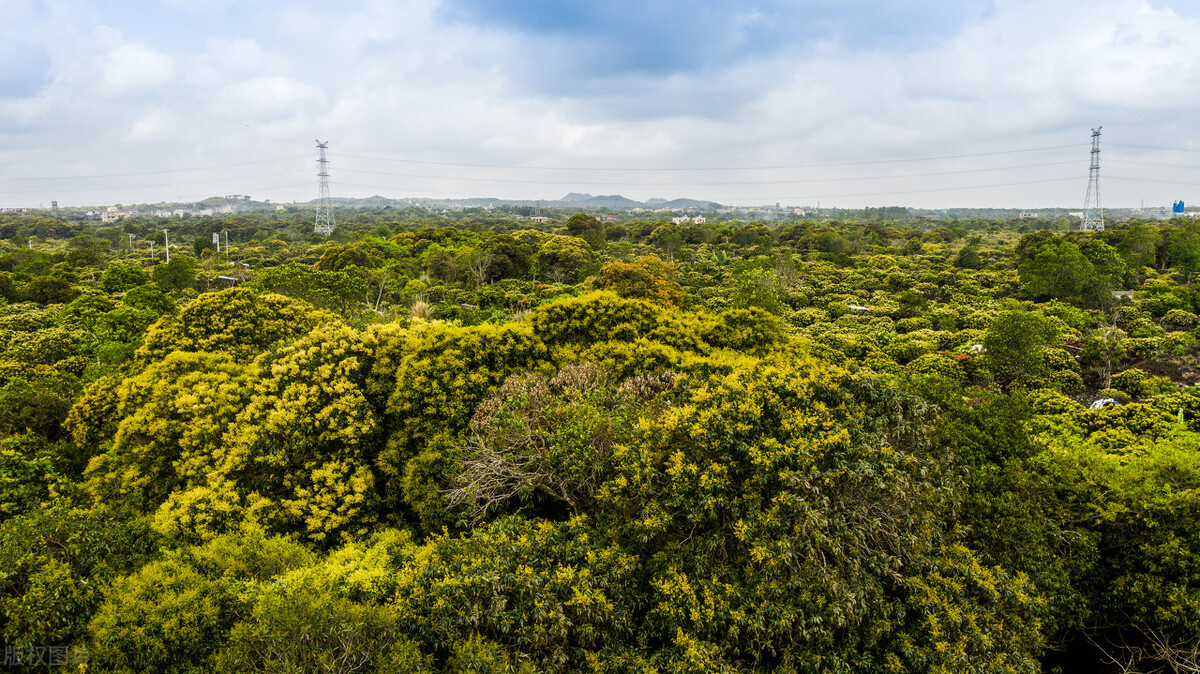荔枝水果排行,荔枝属于小众水果