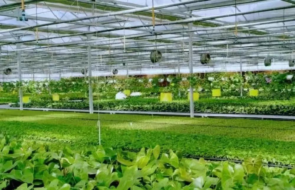 化肥农业曾经的希望，为什么被称为“土地*片鸦**”？都好好看看吧