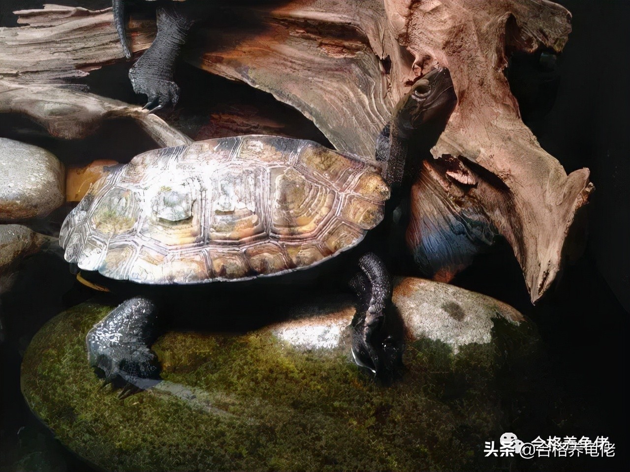 哪种龟看着凶不咬人,新手适合哪种互动性好的龟