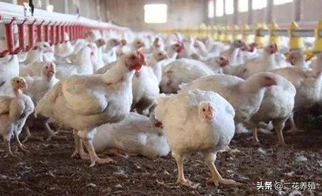 鸡有一边眼睛瞎的是什么原因,鸡一侧眼瞎是什么病