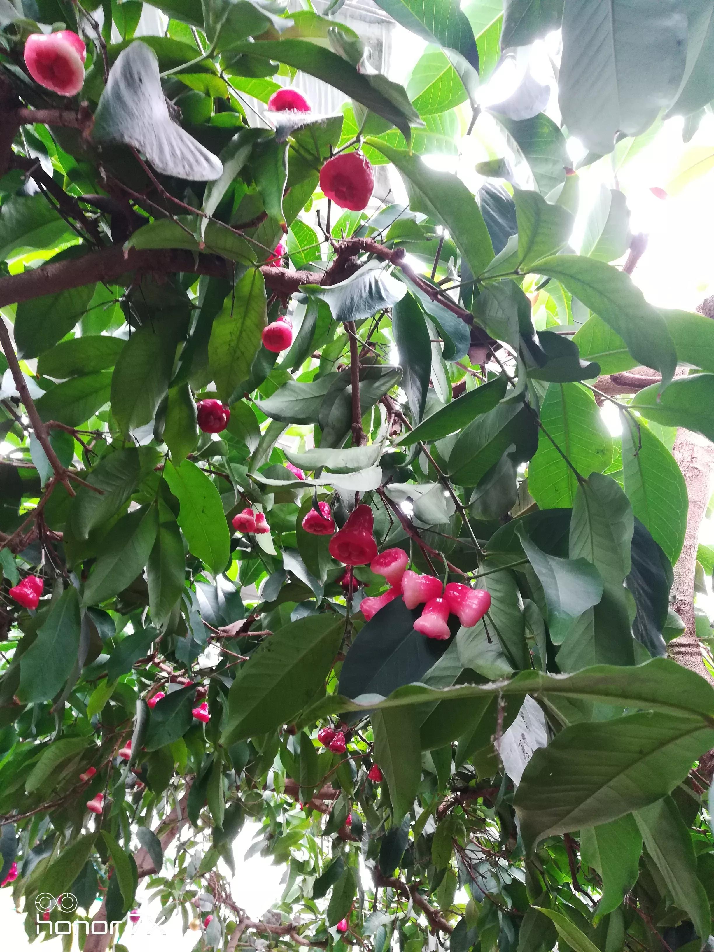 秦皇岛最大农业梦想王国,秦皇岛农业梦想王国图