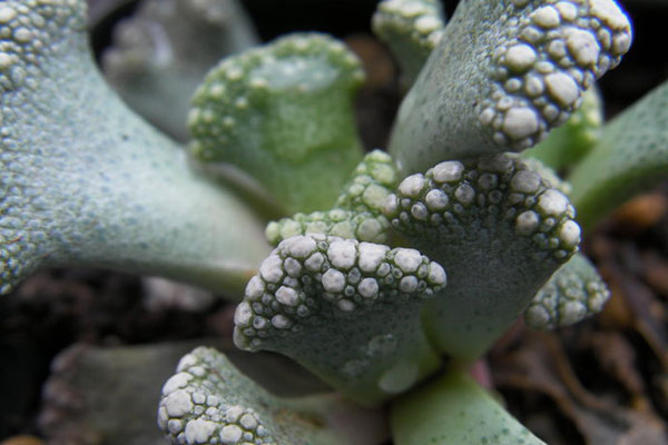 多肉天女属，用美丽的名字诱惑你买，用奇特的长相颠倒你的审美！