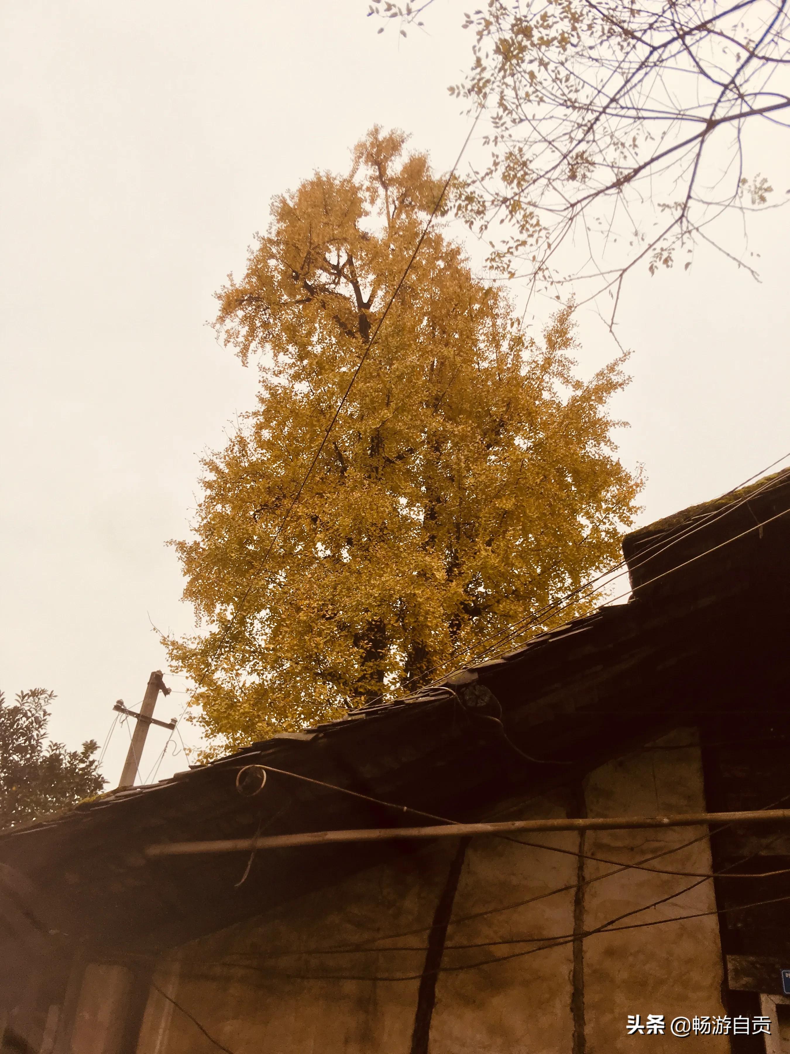 恰逢仲冬季节，追寻自贡唯美黄金叶