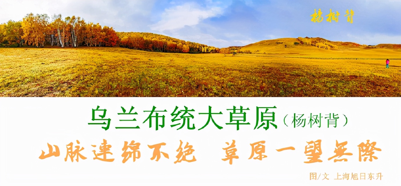 秋季最美的白桦林风景,坝上草原白桦林秋色图片