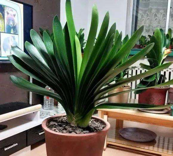 给君子兰换盆注意事项,君子兰换盆后叶片发软是什么原因