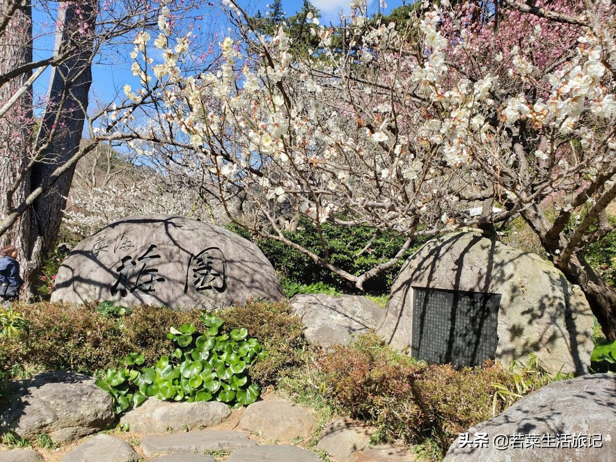 热海温泉和荷花温泉哪个好,日本三大温泉旅游攻略