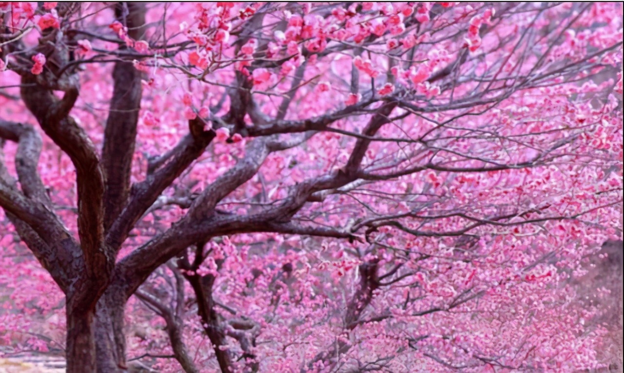 一喉两歌下的紫菱洲歌解析