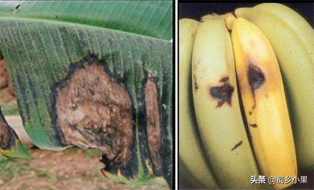 香蕉种植起黑点,香蕉苗长斑点是什么病