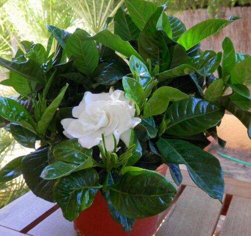 栀子花黄叶的原因及处理方法图片,栀子花几种黄叶现象