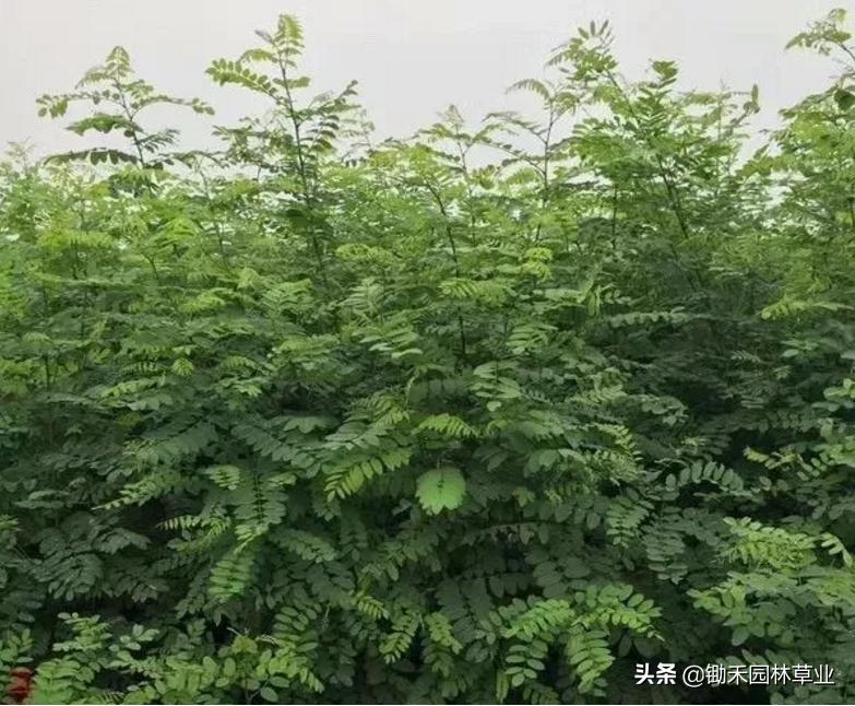 适合盐碱地的植物有哪些,绿化草耐旱品种