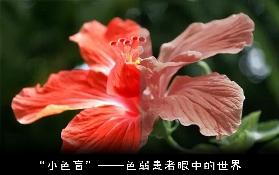 色盲悖论是什么,如何解释才能不留BUG?带你深入认识色盲