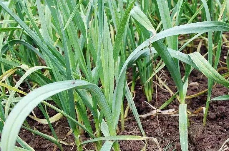 大理网红地方有哪些,云南大理网红景点洱海