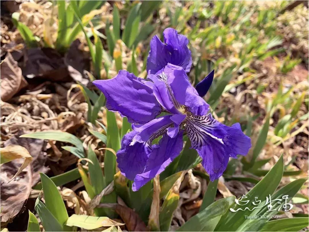 西昌春天一定不能错过的美景,不来黄山你永远不知道有多美