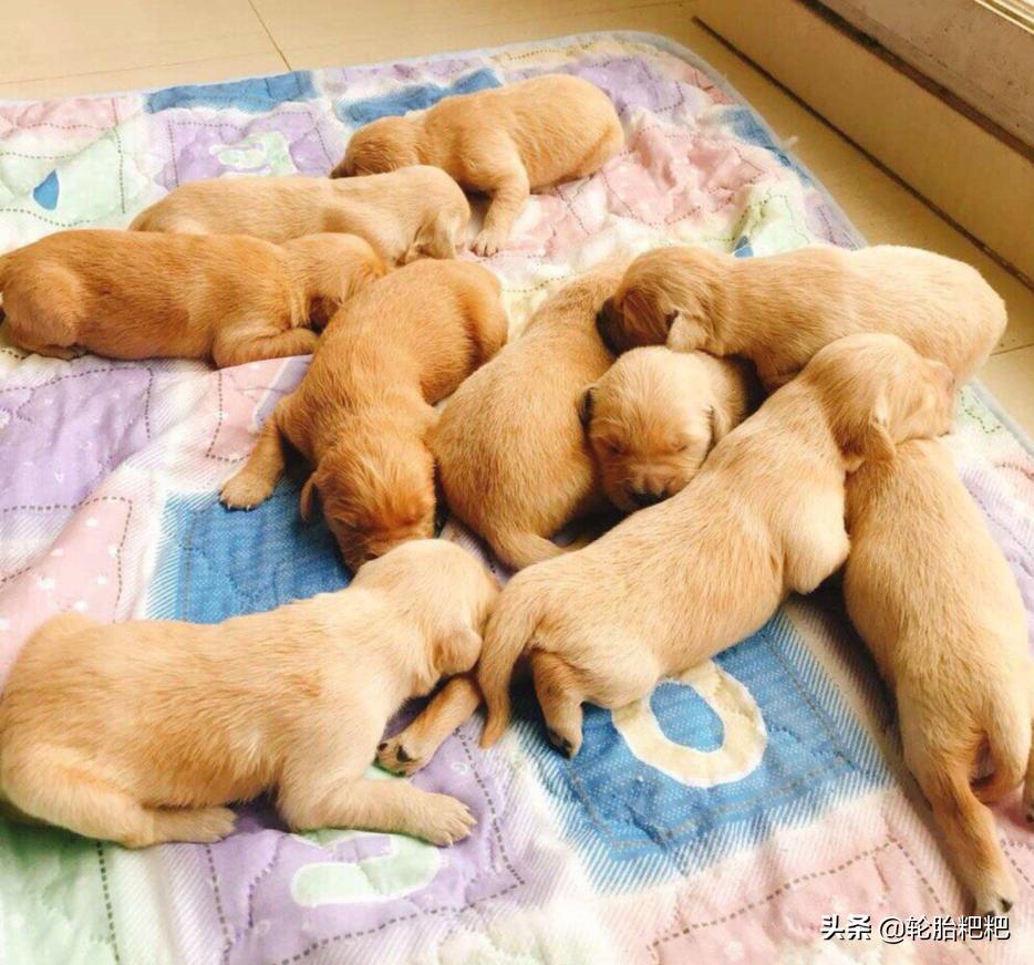 金毛生下一窝狮王,金毛一夜生下12只小崽