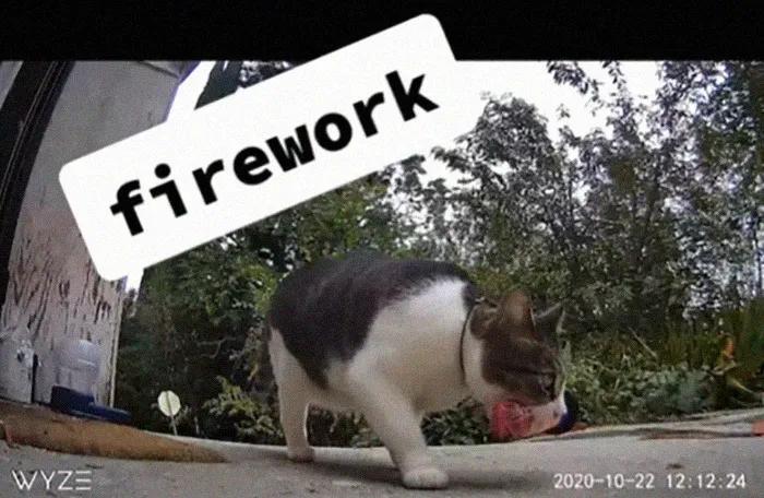 国外中国人遇到中华田园猫,中华田园猫在海外保护主人