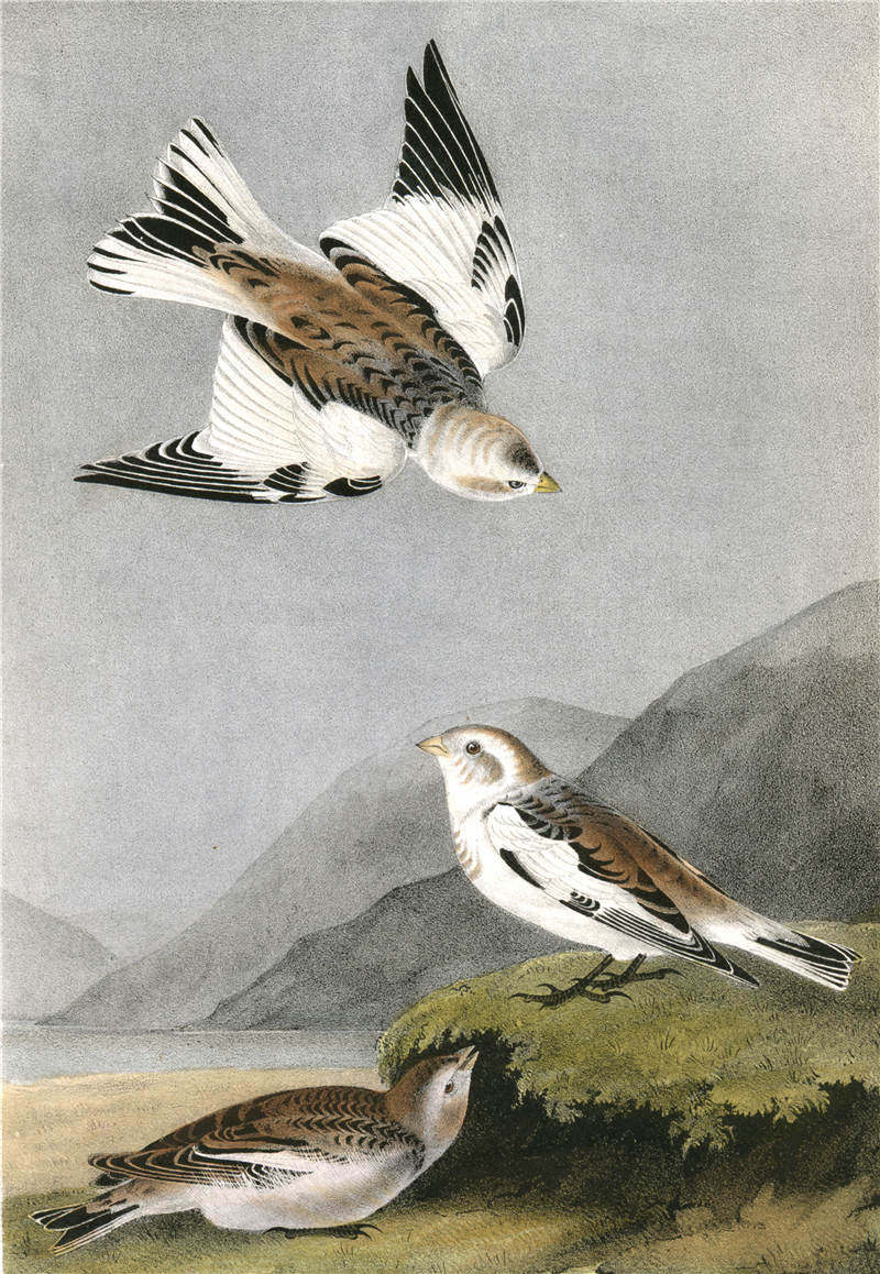 最好的鸟类图鉴,常见的鸟类图鉴