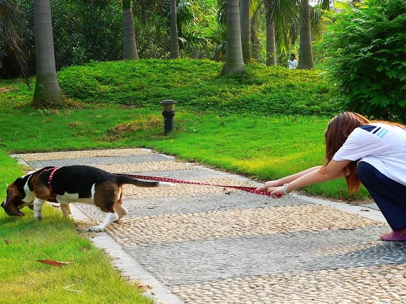 狗狗太爱叫了怎么办,狗狗懒怎么办教你一招