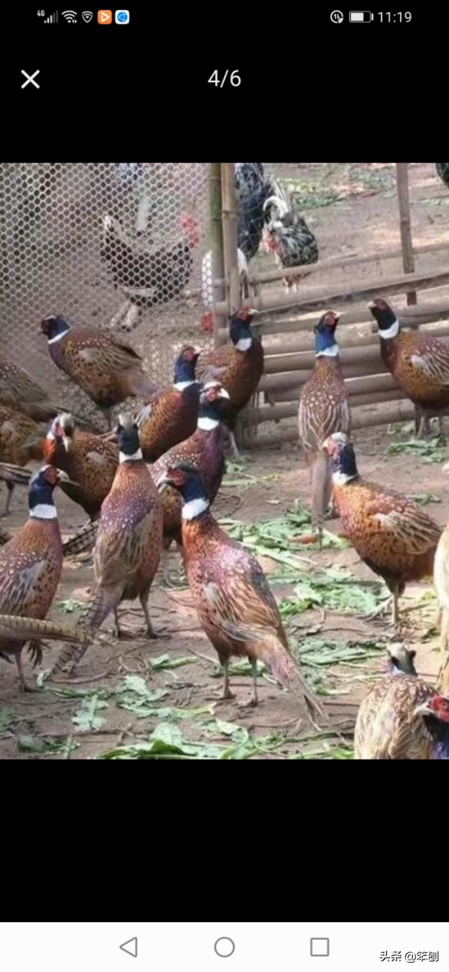 七彩山鸡成本利润大吗,七彩山鸡的价值