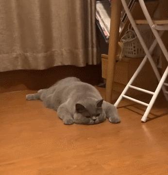 英国短蓝猫好养吗,千万别养蓝猫