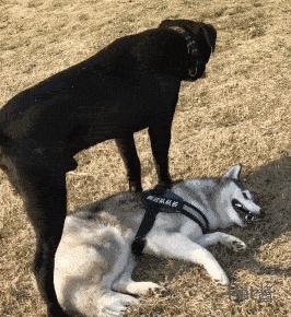 狗界“霸气”的几种狗,家里养一只,小偷不进门