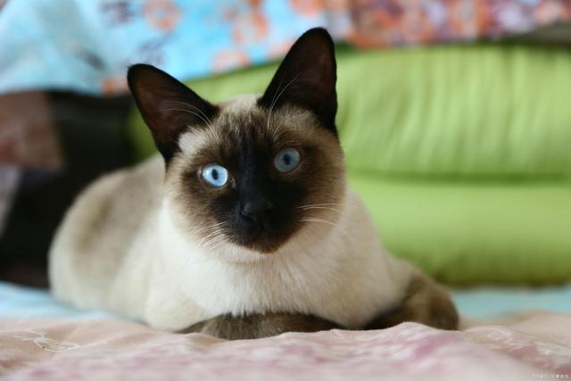 没有攻击性的猫,公认无攻击性的猫你最喜欢哪只